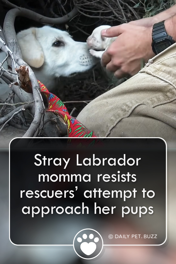 Stray Labrador momma resists rescuers’ attempt to approach her pups