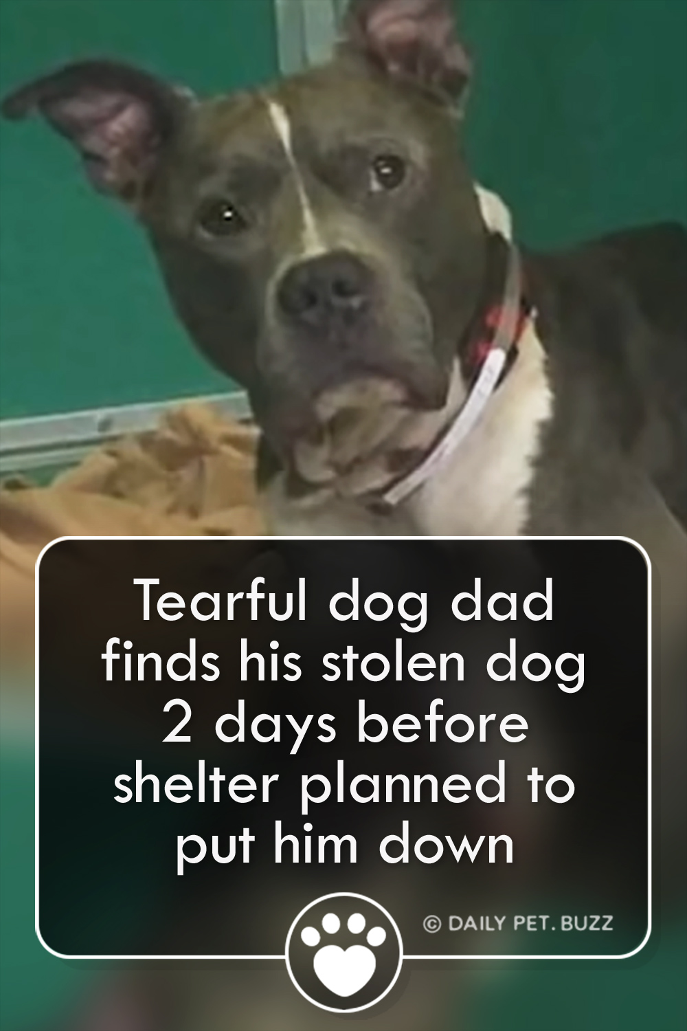 Tearful dog dad finds his stolen dog 2 days before shelter planned to put him down