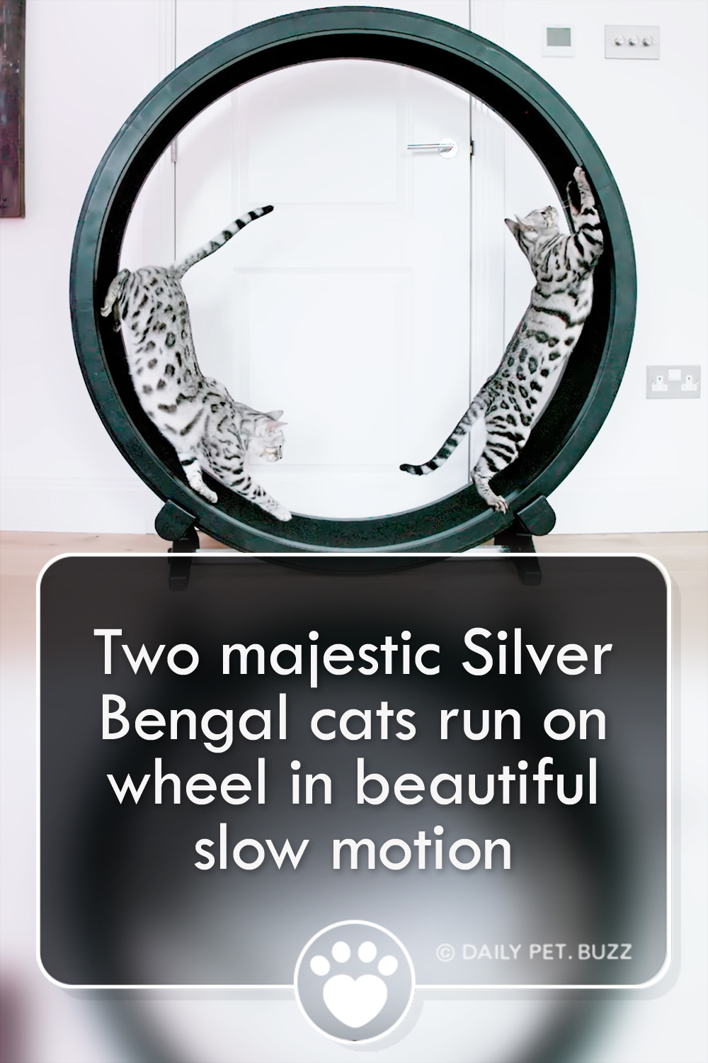 Two majestic Silver Bengal cats run on wheel in beautiful slow motion