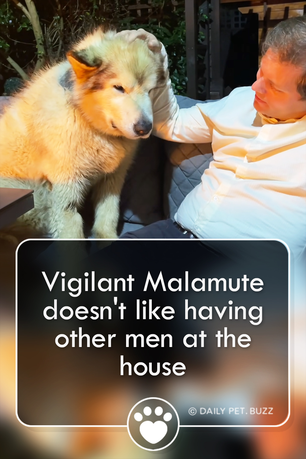Vigilant Malamute doesn\'t like having other men at the house