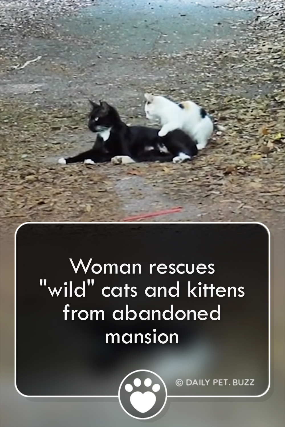 Woman rescues \