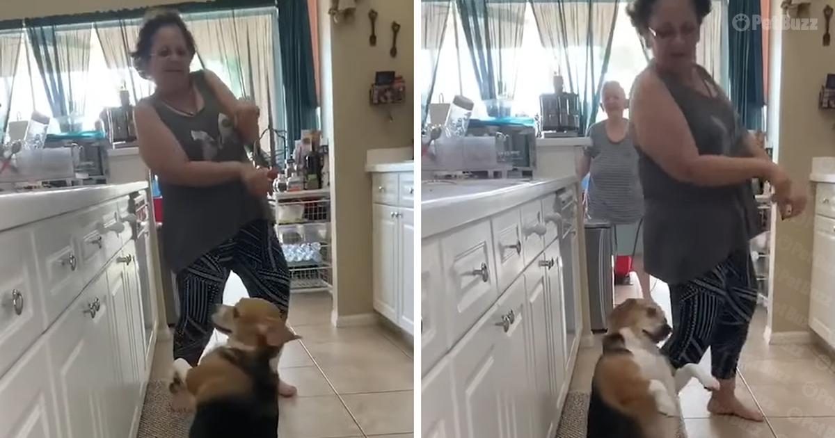 Dog dancing with owner