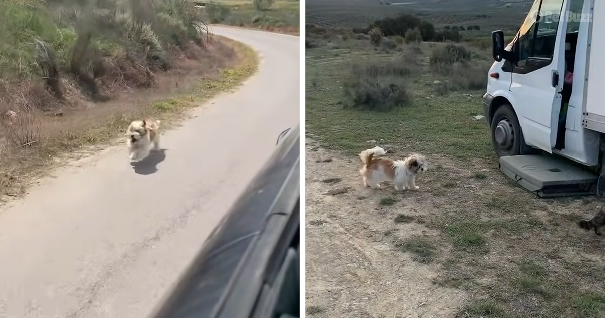 Abandoned dog