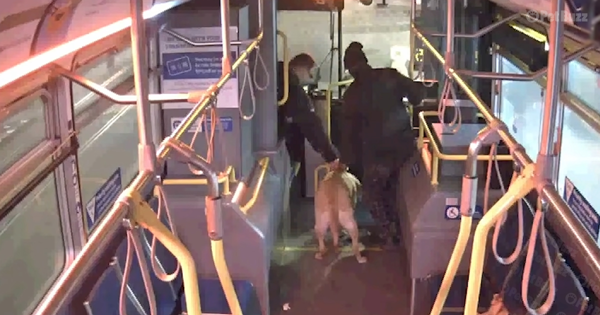 labrador saved by bus driver
