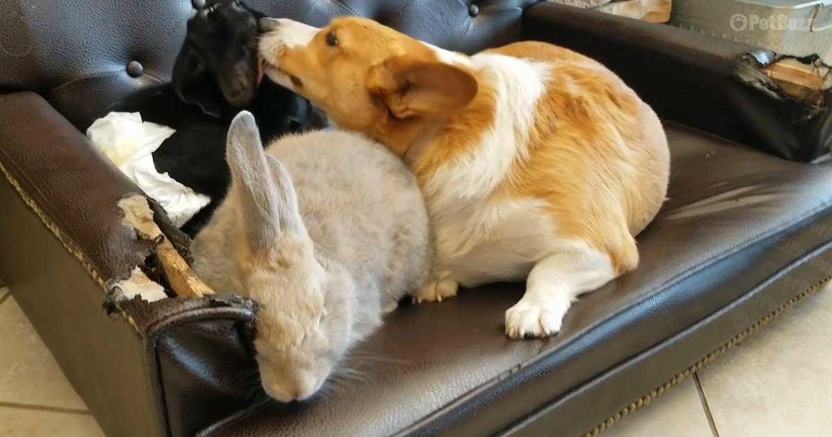 Corgi and baby animals