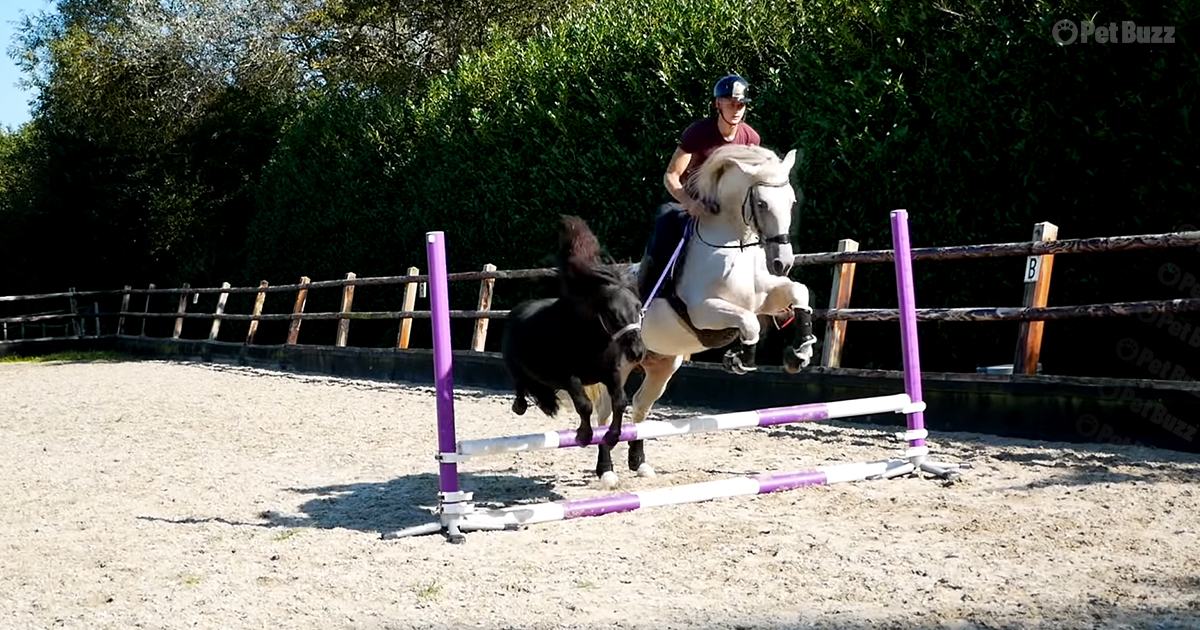 Equestrian and two horses