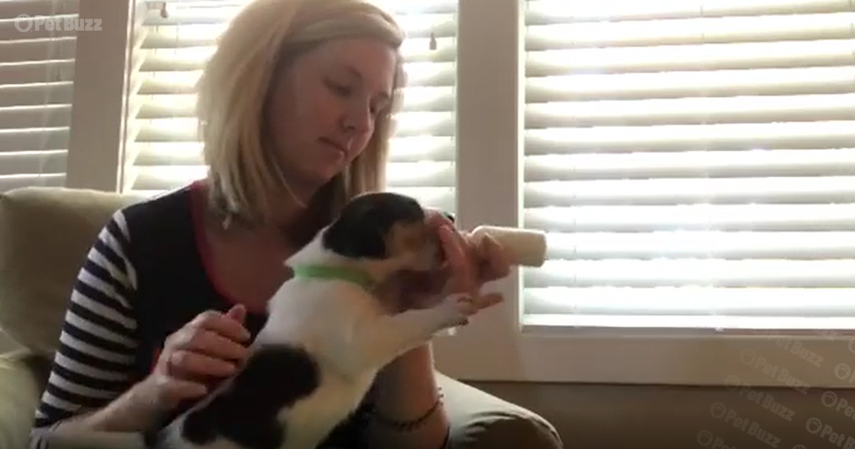 Puppy