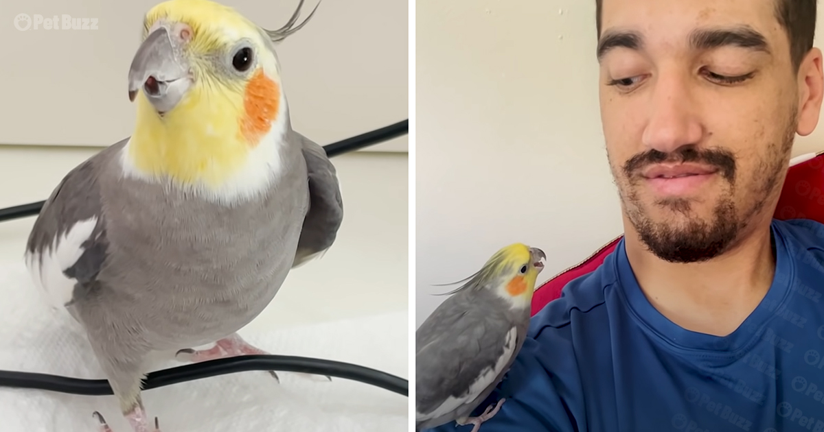 Bird and man