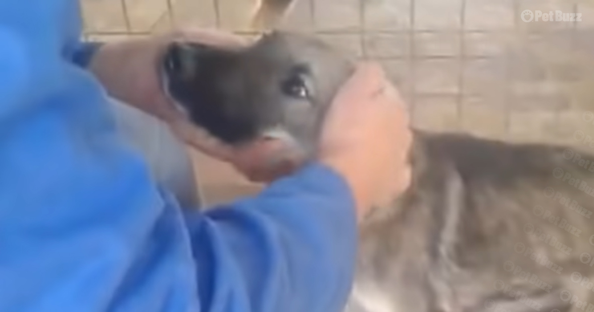 Stray dog
