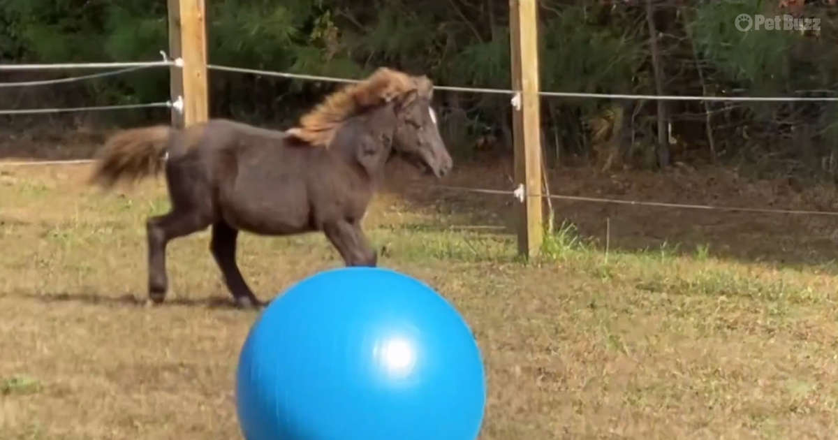 Miniature horse