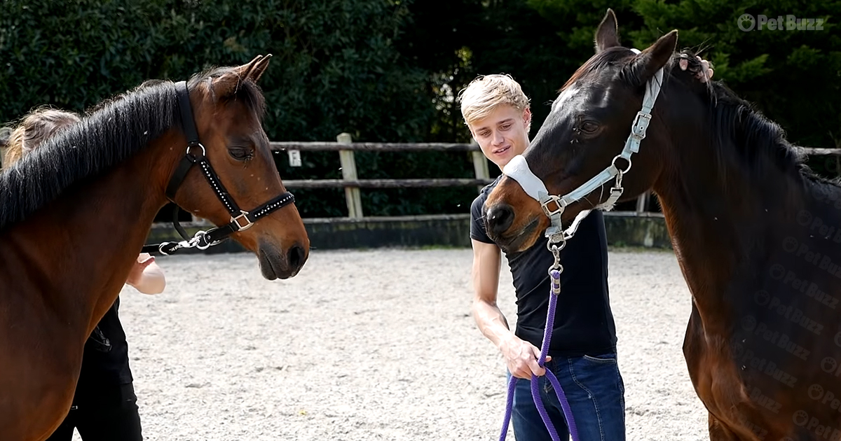 Horses