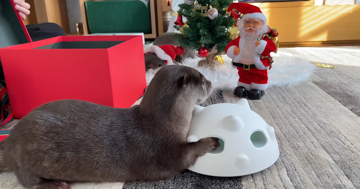 Two cute otters