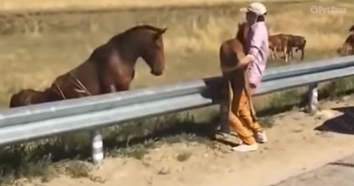 Horses