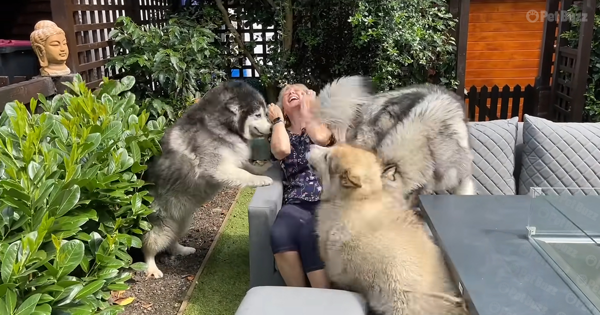 Adorable Dogs