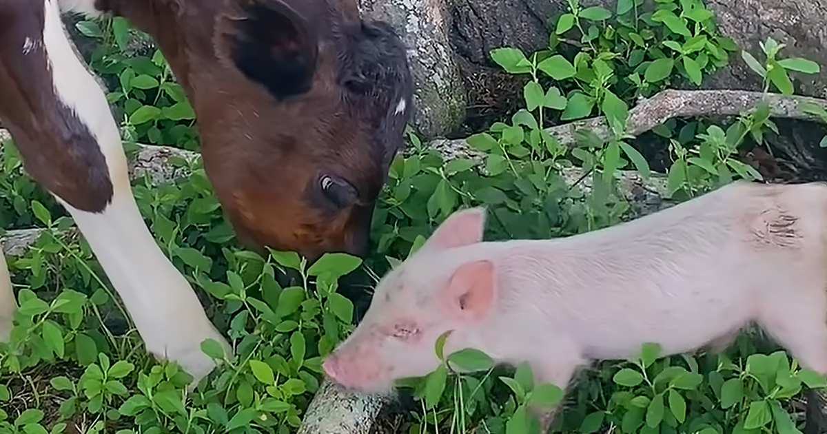 Piglet and baby cow