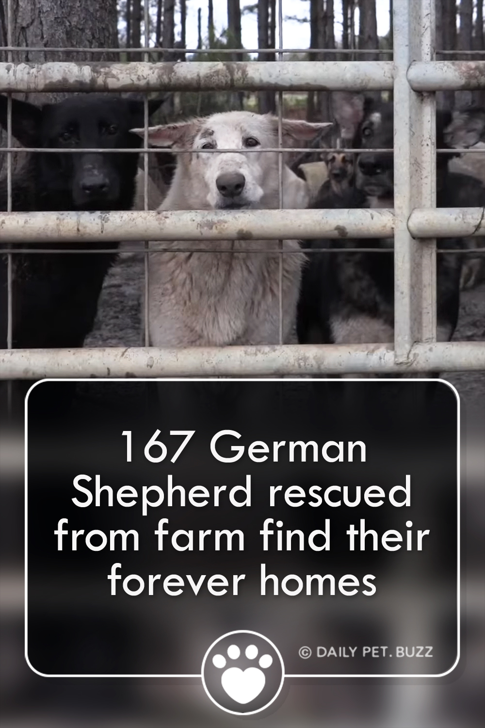167 German Shepherd rescued from farm find their forever homes