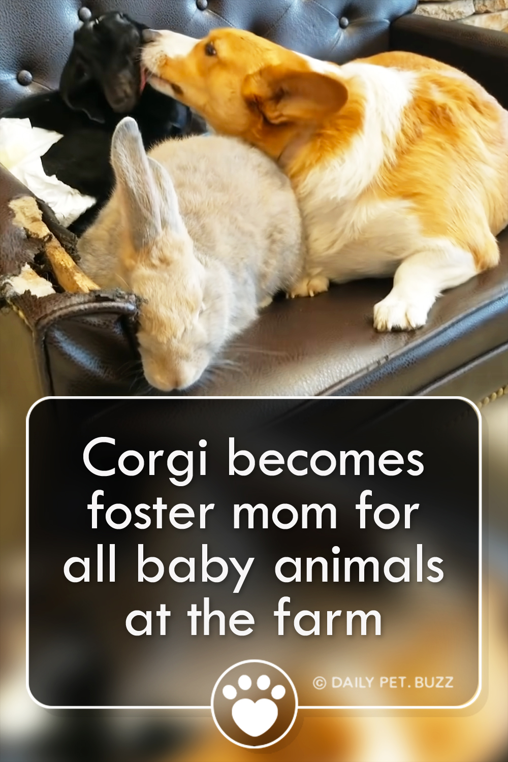 Corgi becomes foster mom for all baby animals at the farm