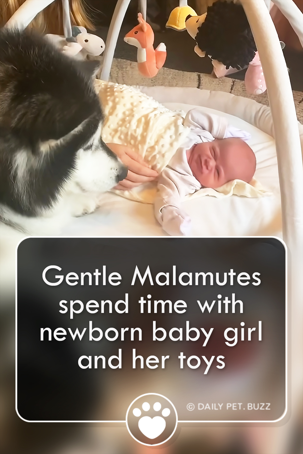Gentle Malamutes spend time with newborn baby girl and her toys