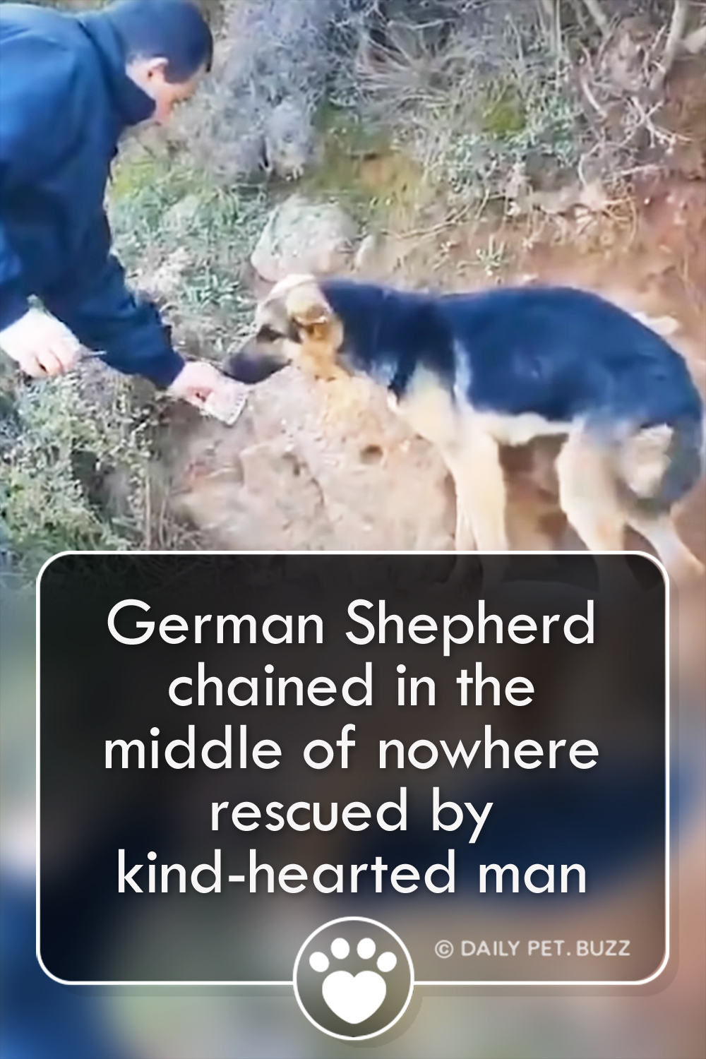 German Shepherd chained in the middle of nowhere rescued by kind-hearted man