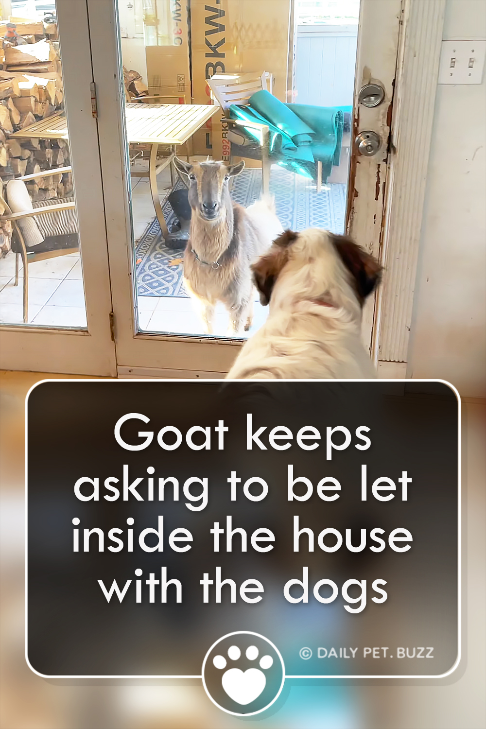 Goat keeps asking to be let inside the house with the dogs