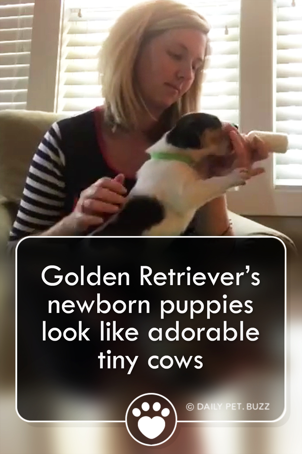 Golden Retriever’s newborn puppies look like adorable tiny cows