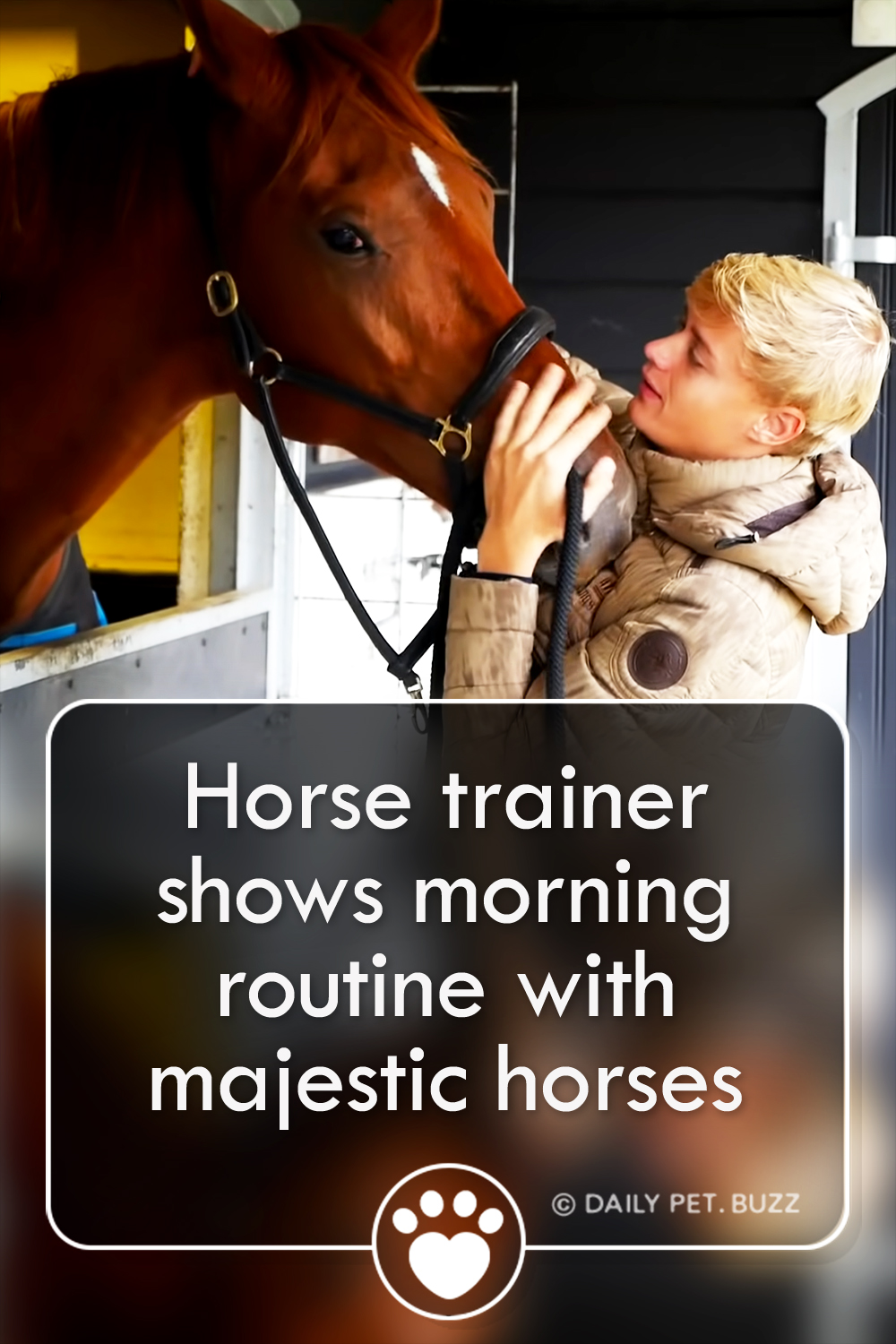 Horse trainer shows morning routine with majestic horses