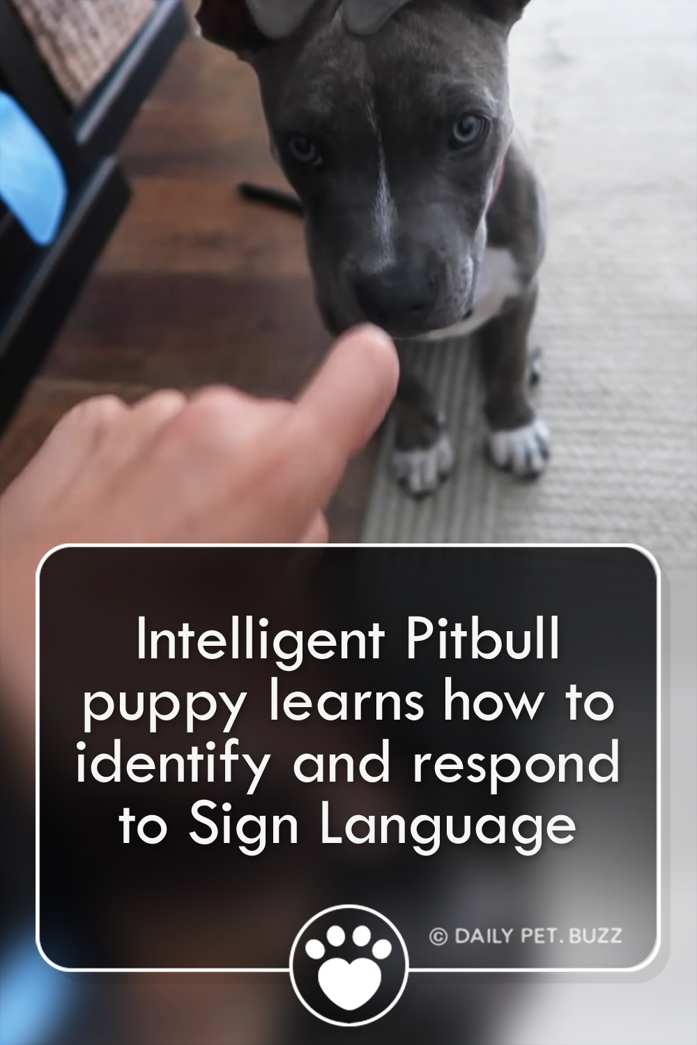 Intelligent Pitbull puppy learns how to identify and respond to Sign Language
