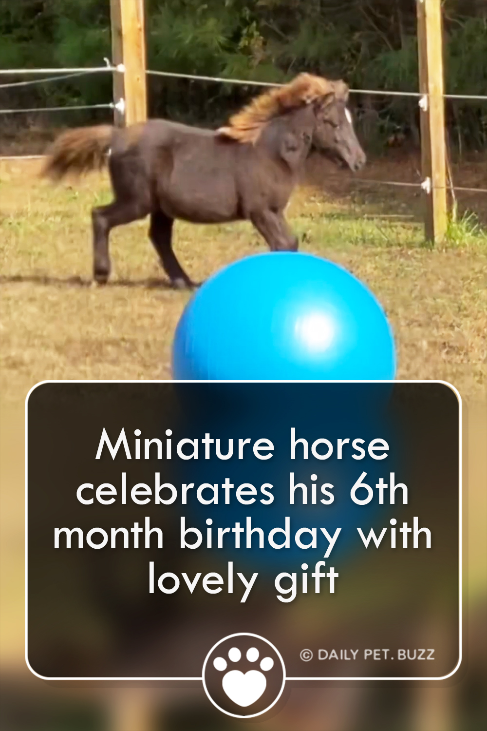 Miniature horse celebrates his 6th month birthday with lovely gift