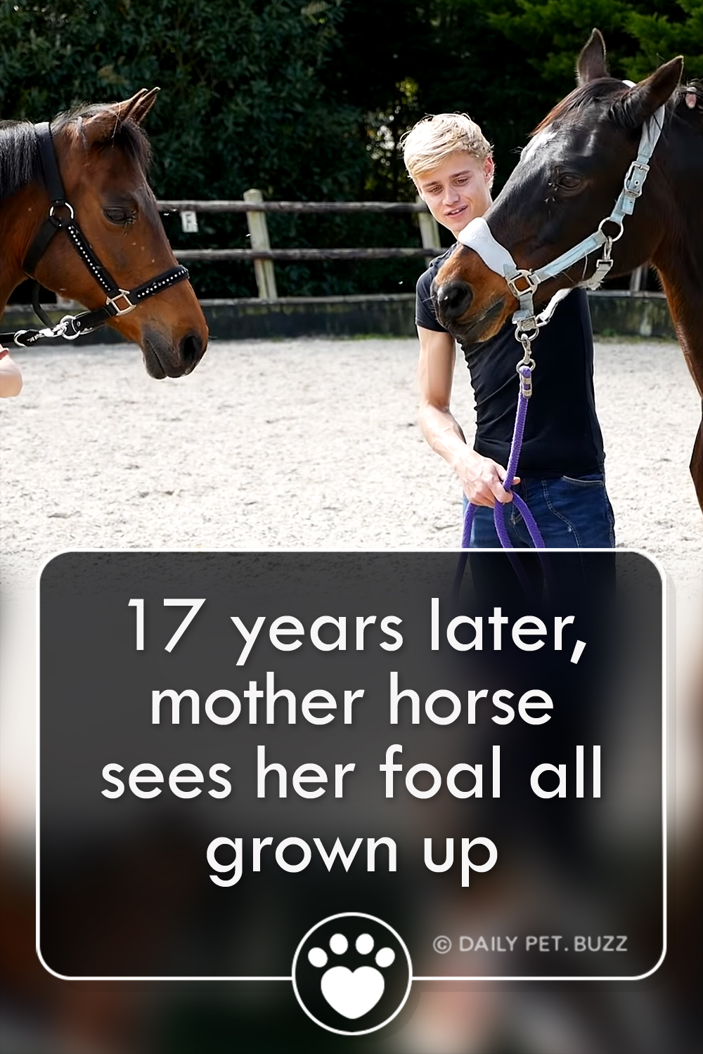 17 years later, mother horse sees her foal all grown up