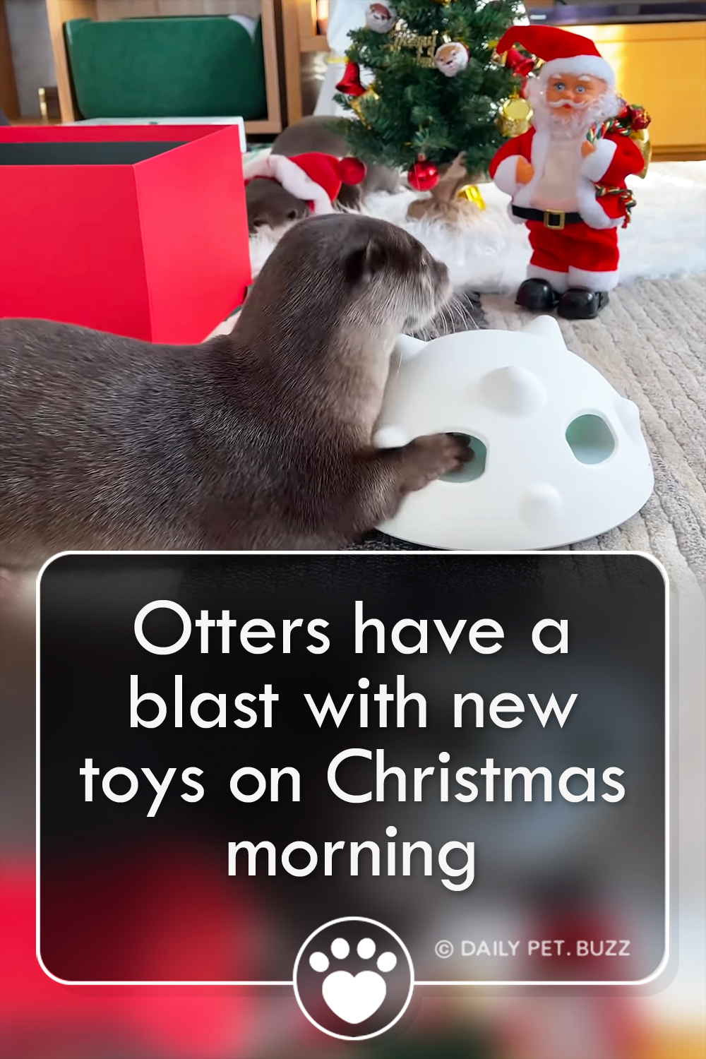 Otters have a blast with new toys on Christmas morning