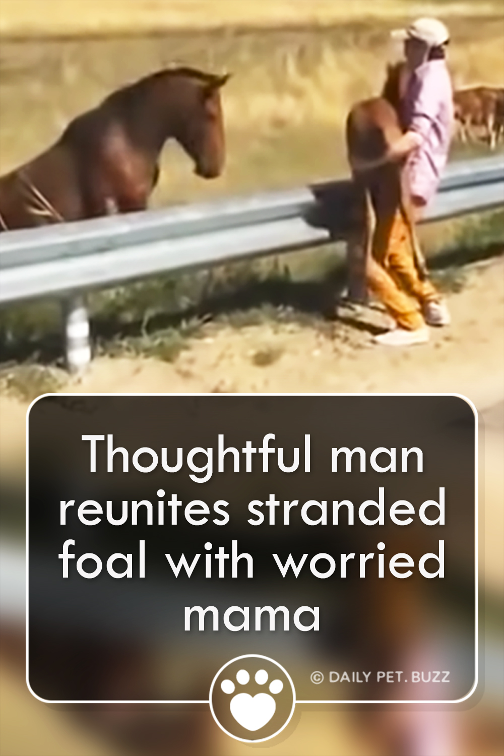 Thoughtful man reunites stranded foal with worried mama