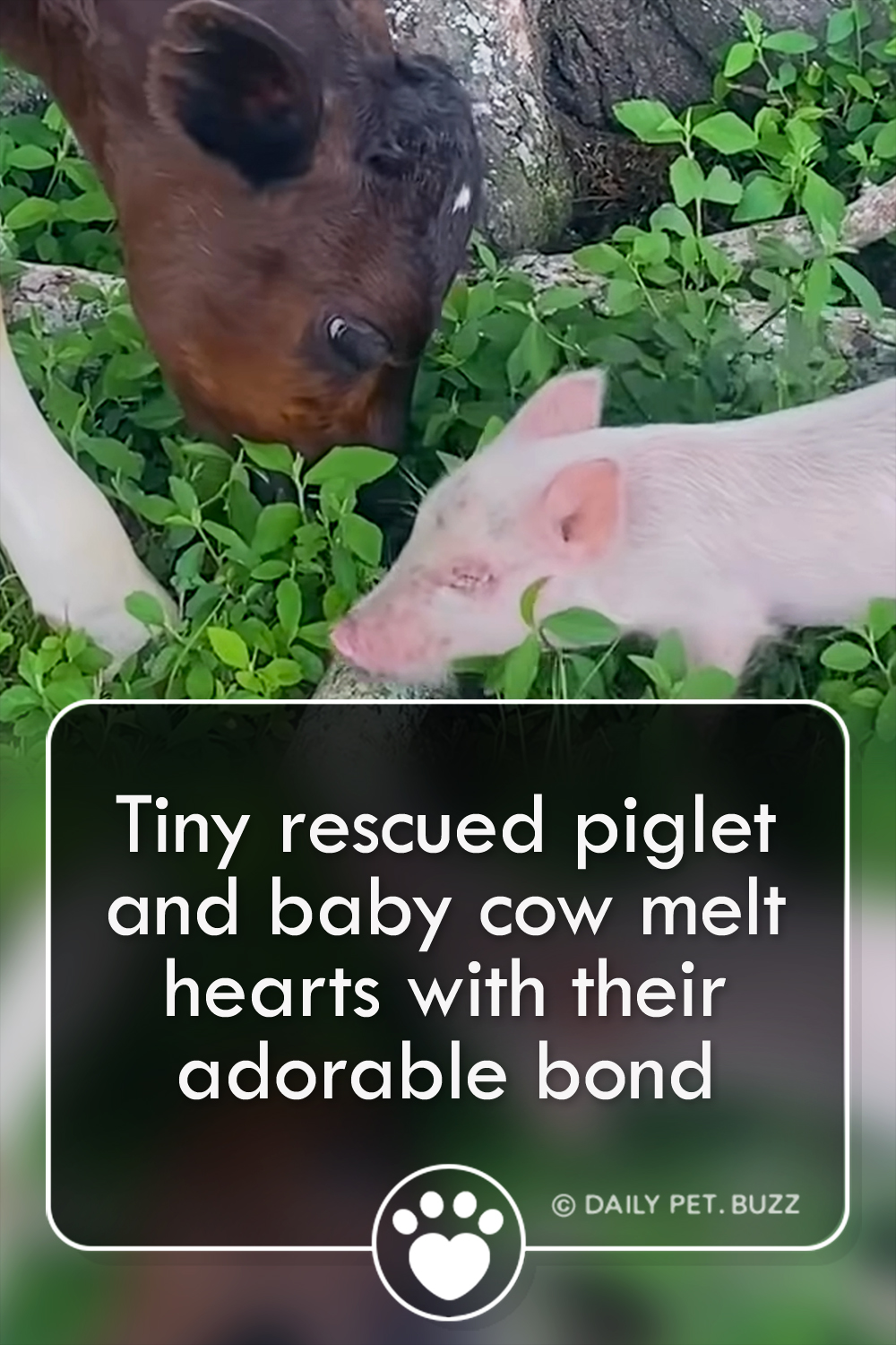 Tiny rescued piglet and baby cow melt hearts with their adorable bond