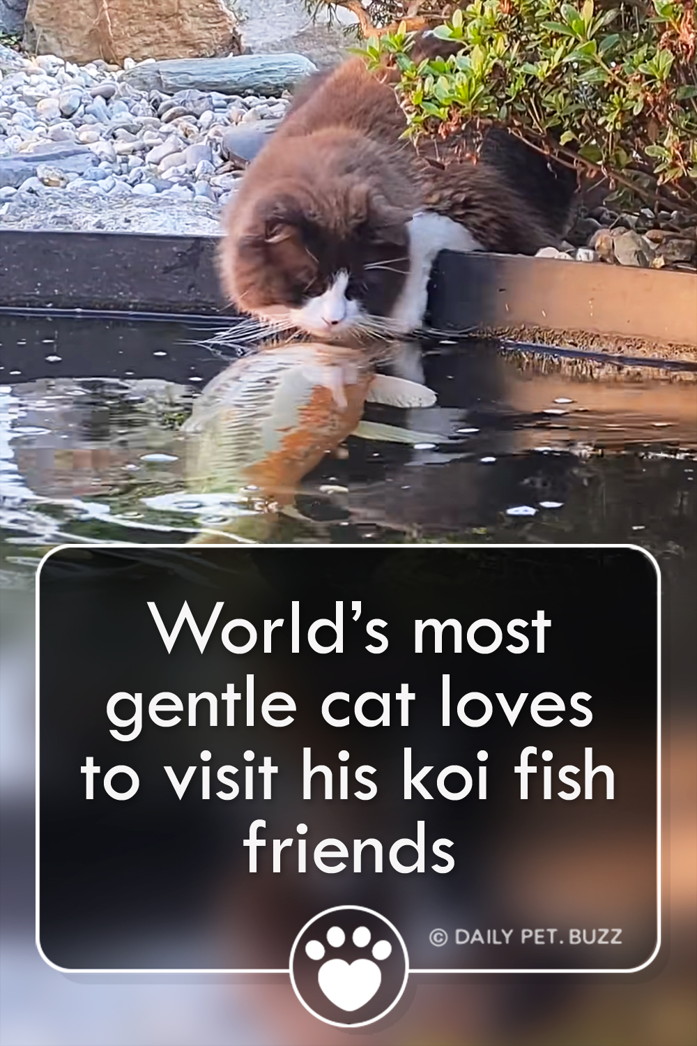 World’s most gentle cat loves to visit his koi fish friends
