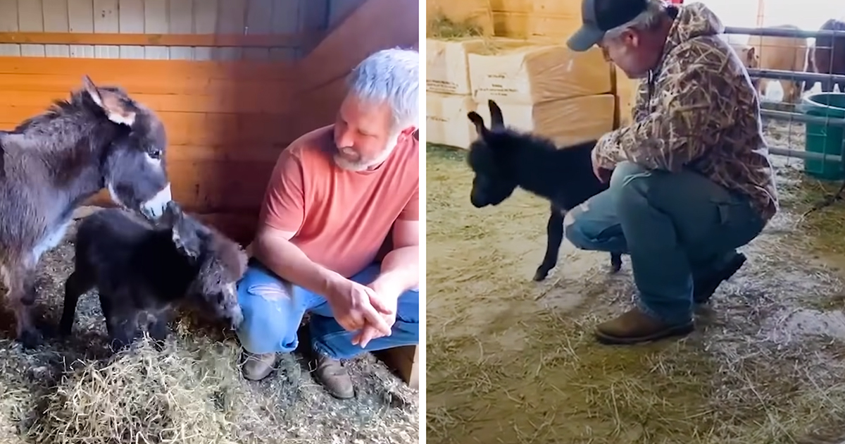 Baby donkey