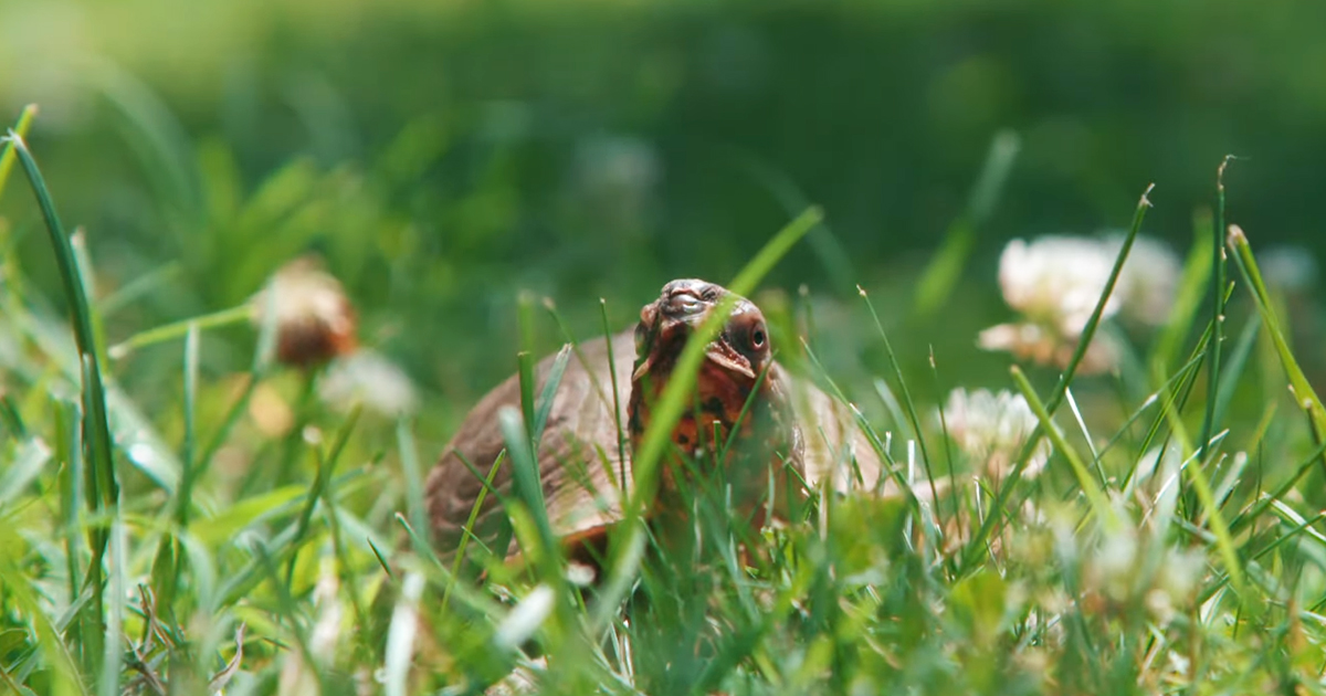 Turtle