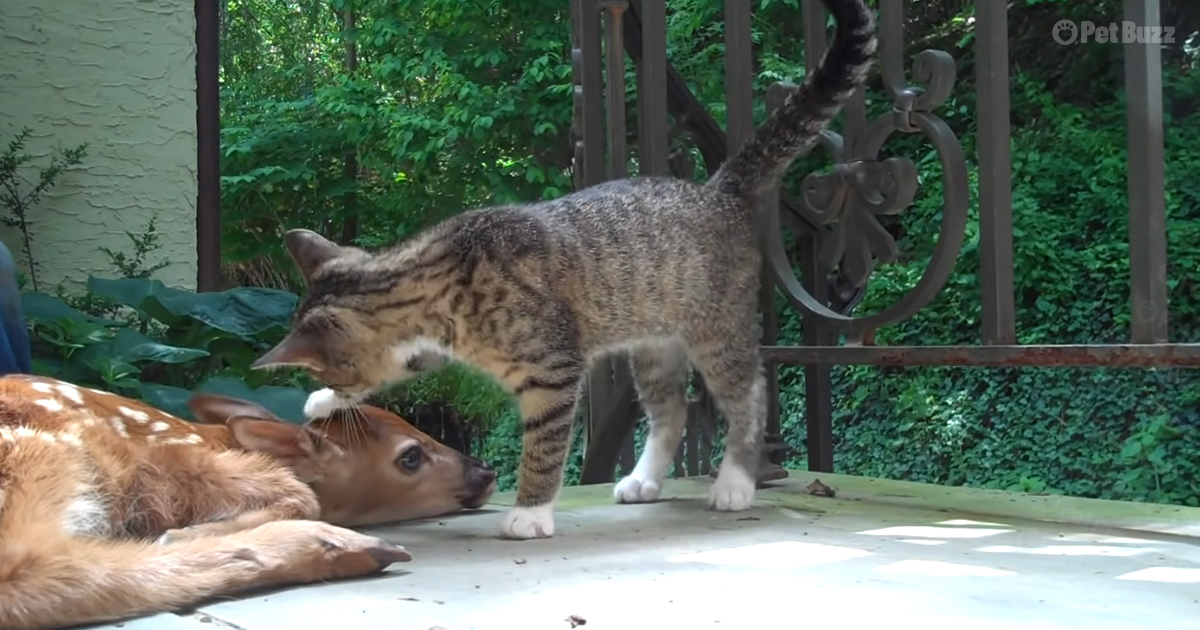 Baby deer and kitten