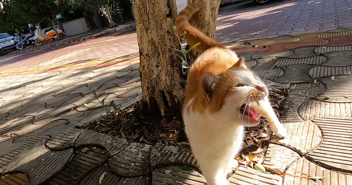 Stray cat