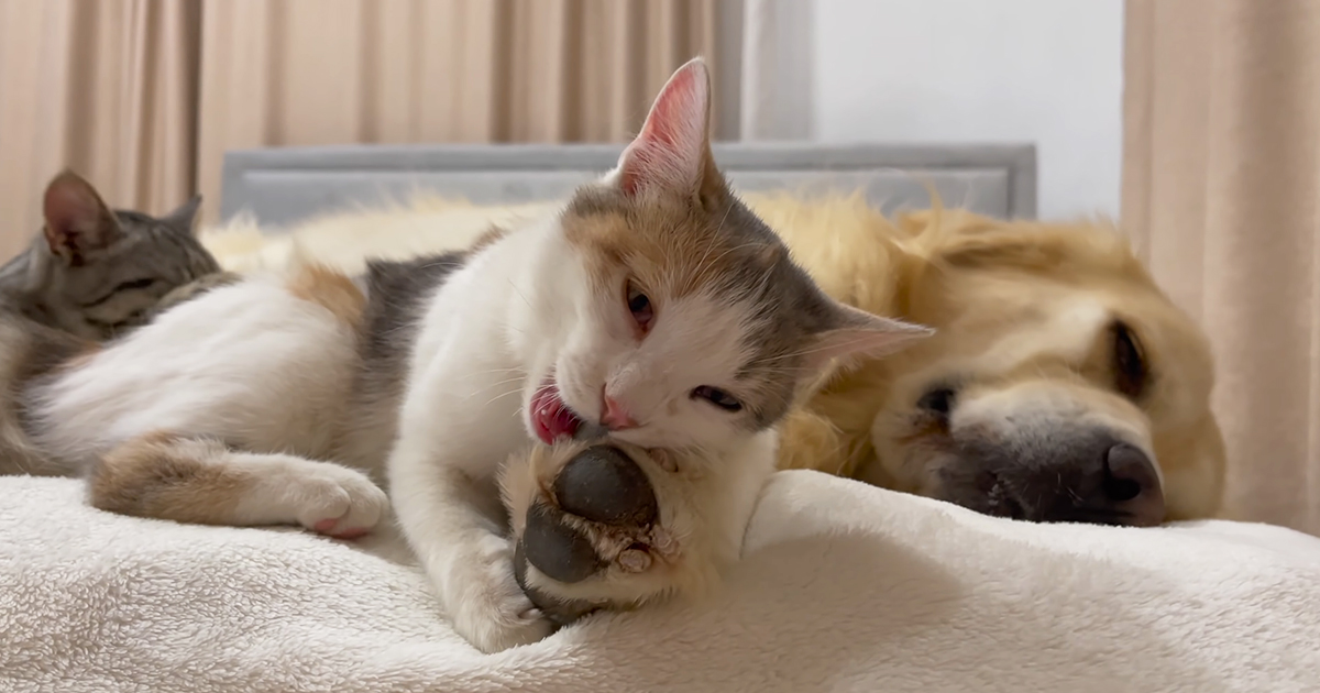 Golden Retriever and kittens