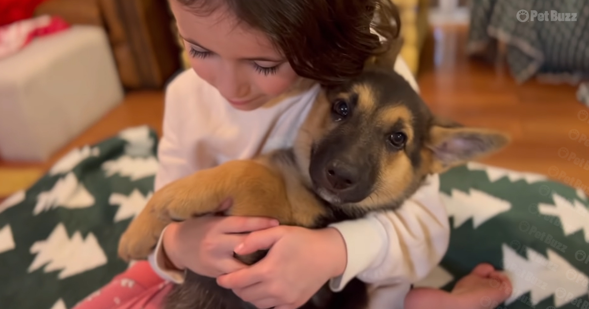 German Shepherd puppy with kid