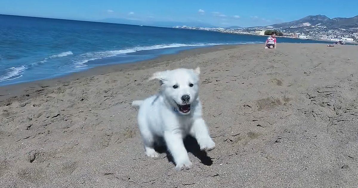 Golden Retriever puppy