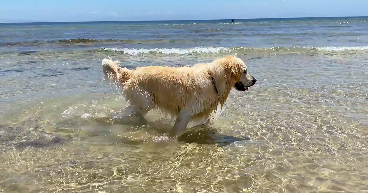 Golden Retriever