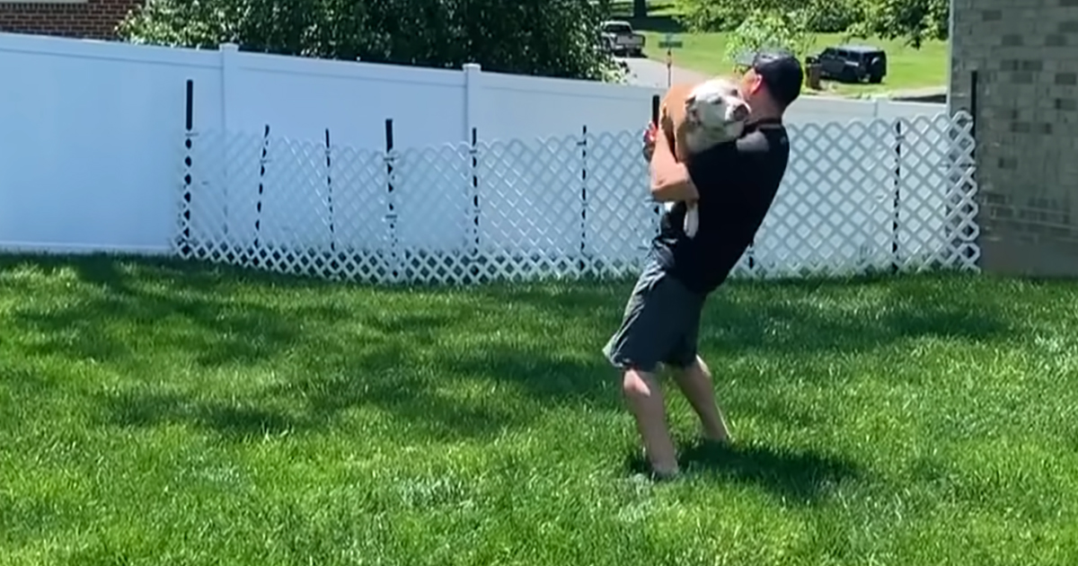 Pitbull with human dad