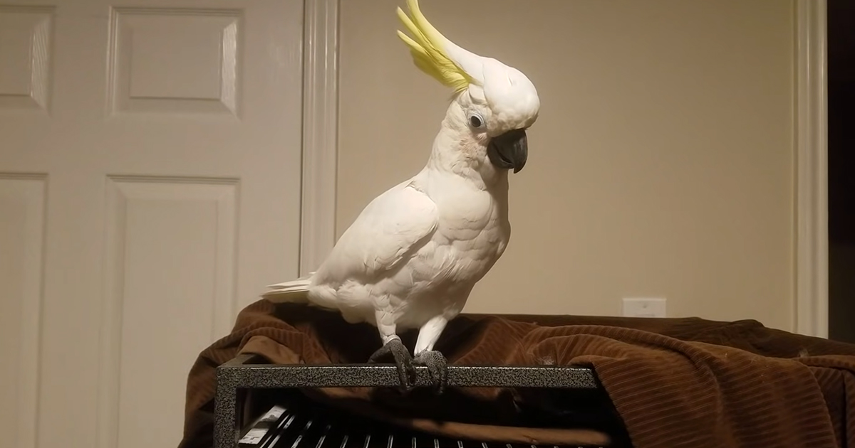 Cockatoo