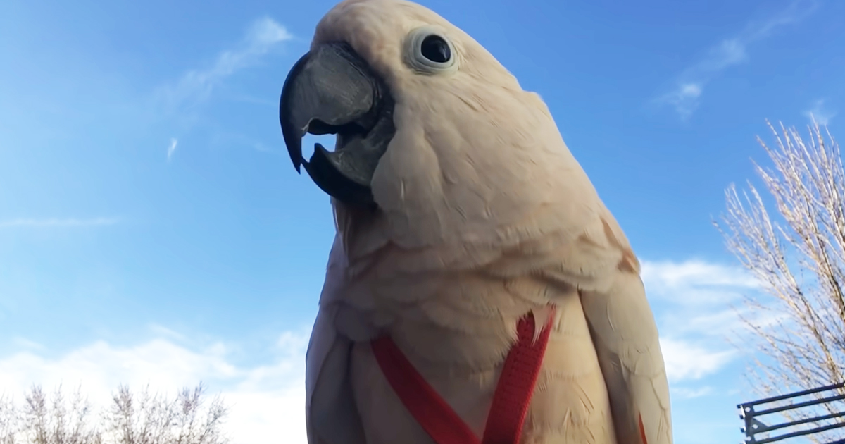 Cockatoo