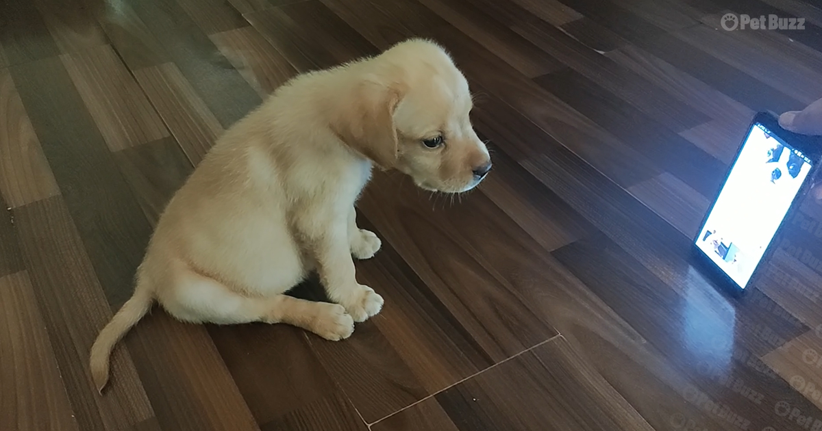 Labrador puppy
