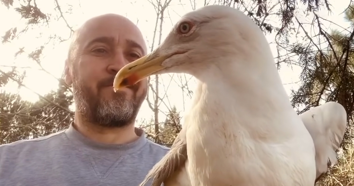 Man with seagulls