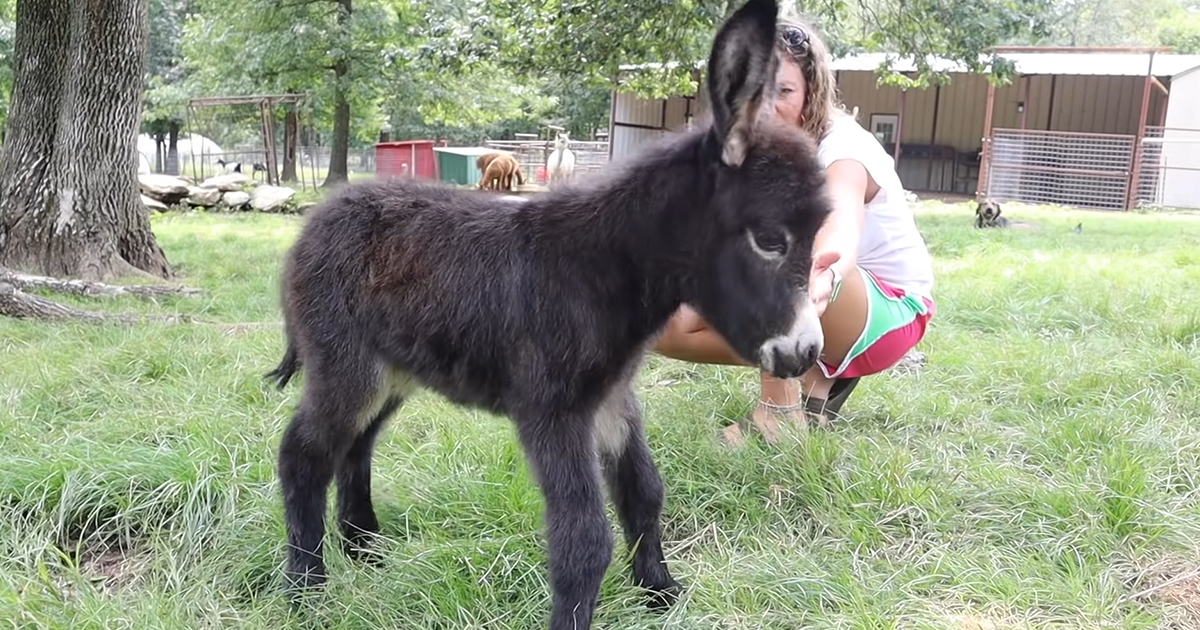 Newborn miniature donkey