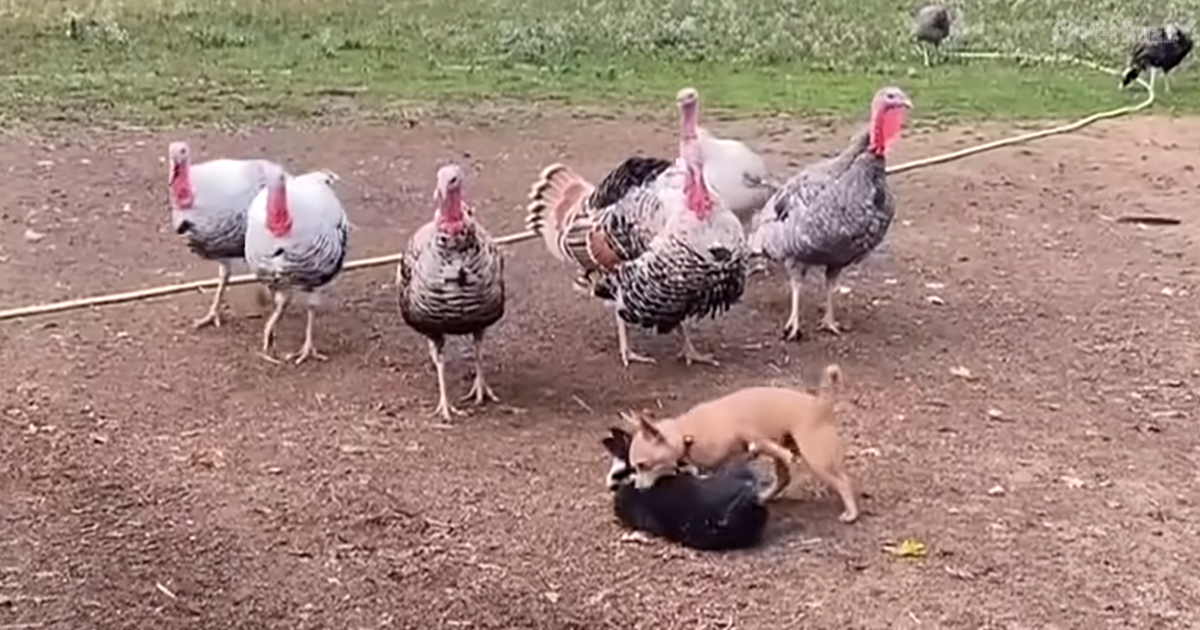 Shy turkeys and Chihuahua puppy