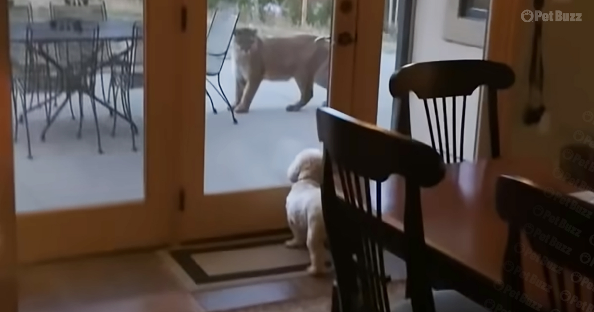 Small dog and mountain lion