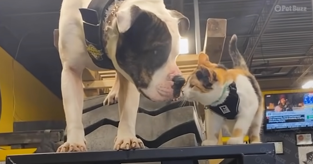 Kitten with her Pittie brother